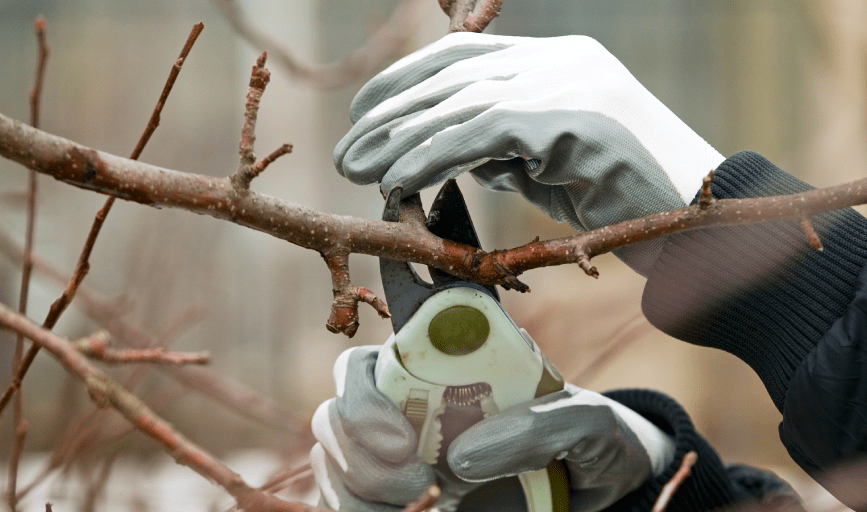 Landscaping & Tree Services